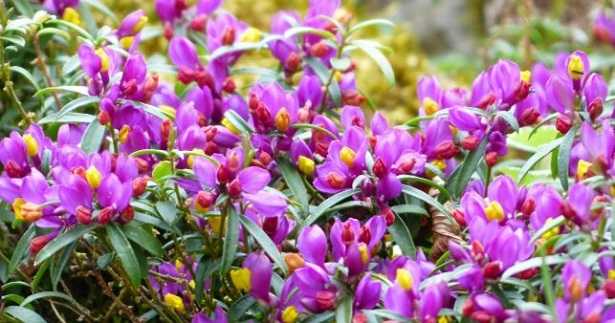 Polygala myrtifolia
