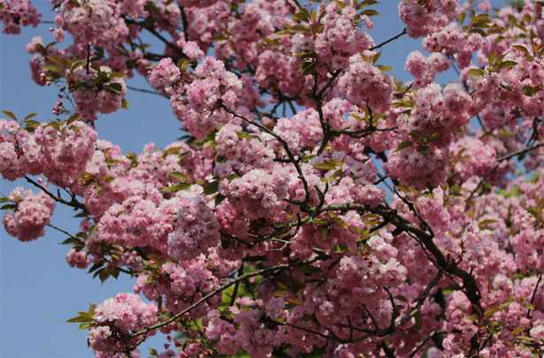 prunus caratteristiche tipo