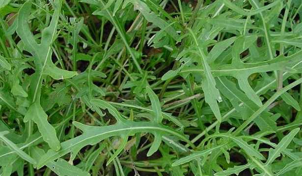 Rucola selvatica