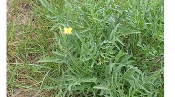 pianta e fiore di rucola selvatica