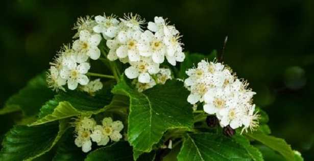 Spirea