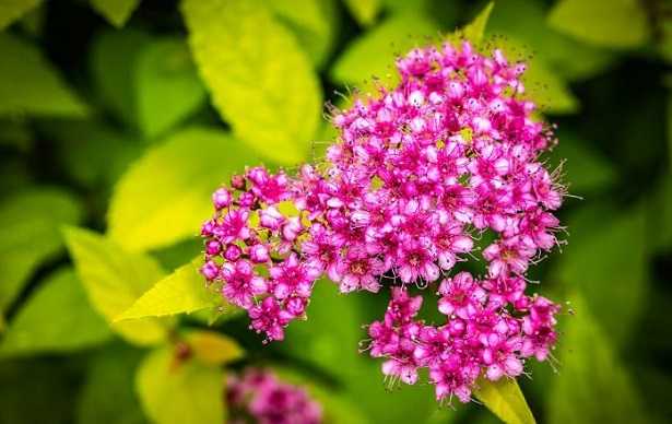 Fiore di Spirea