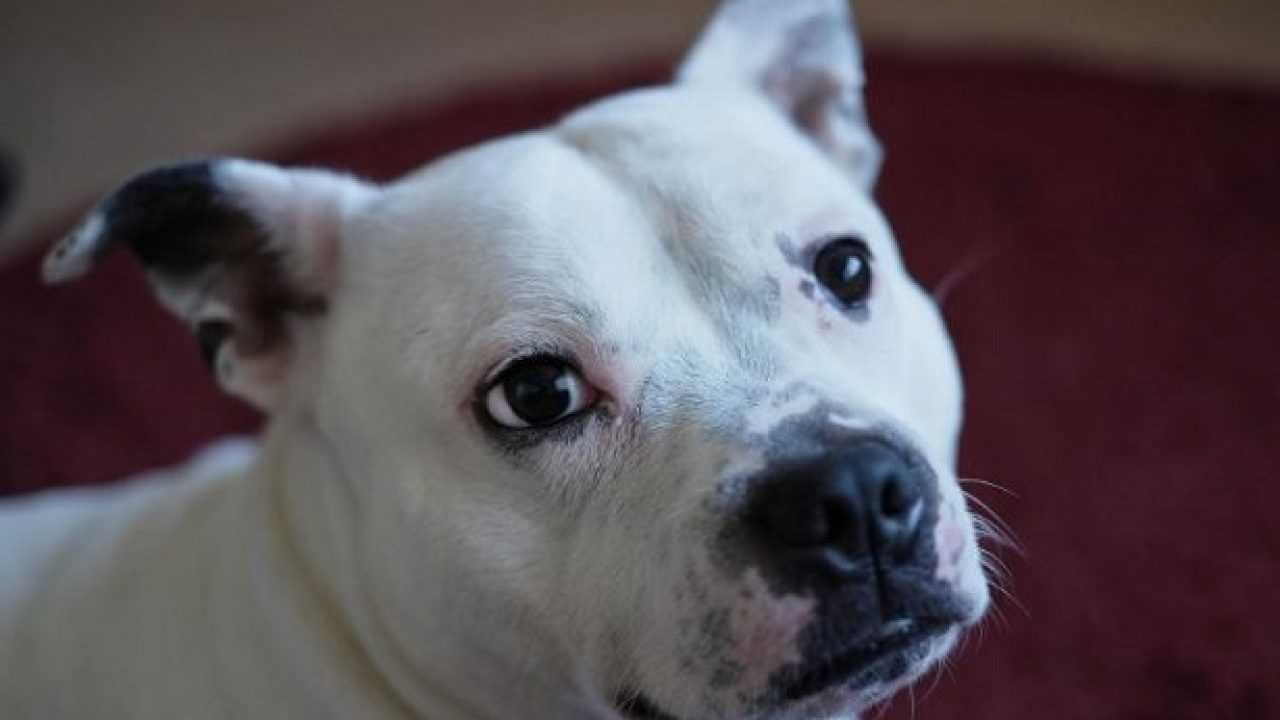 Staffy Origine E Caratteristiche Idee Green