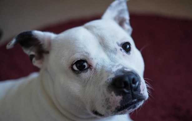 Staffy: origine e caratteristiche Staffy: origine e caratteristiche