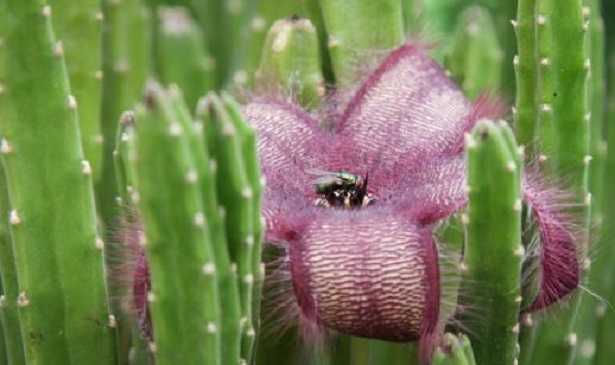 Stapelia Stapelia