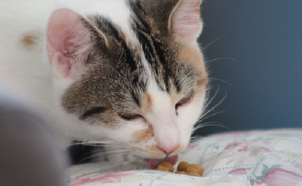 Come far dimagrire il gatto