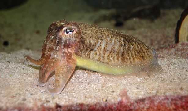 Come pulire le seppie