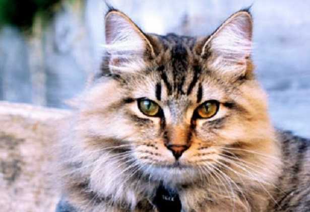 Gatto Bobtail Americano