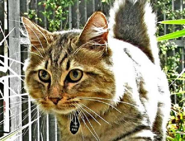 Gatto Bobtail Americano