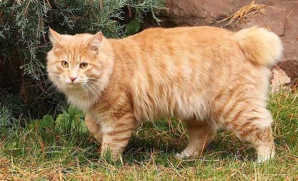 Gatto Kurilian Bobtail