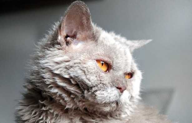Gatto Selkirk Rex