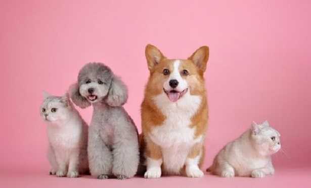 Pet Economy Pet Economy