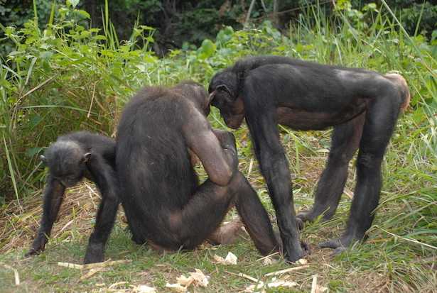Scimpanzè bonobo