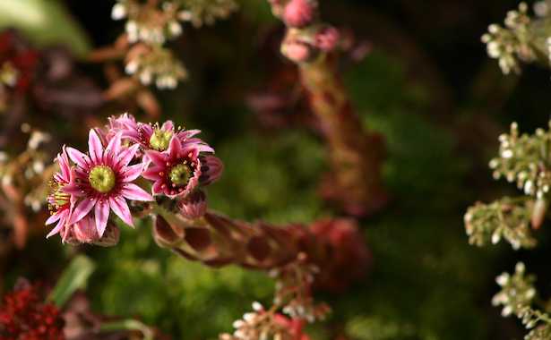 Sempervivum tectorum