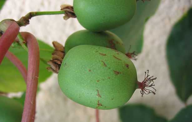 actinidia arguta mini kiwi