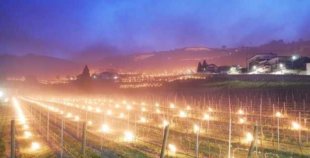 candele contro il gelo 