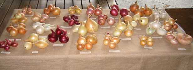 cipolle ripiene al forno