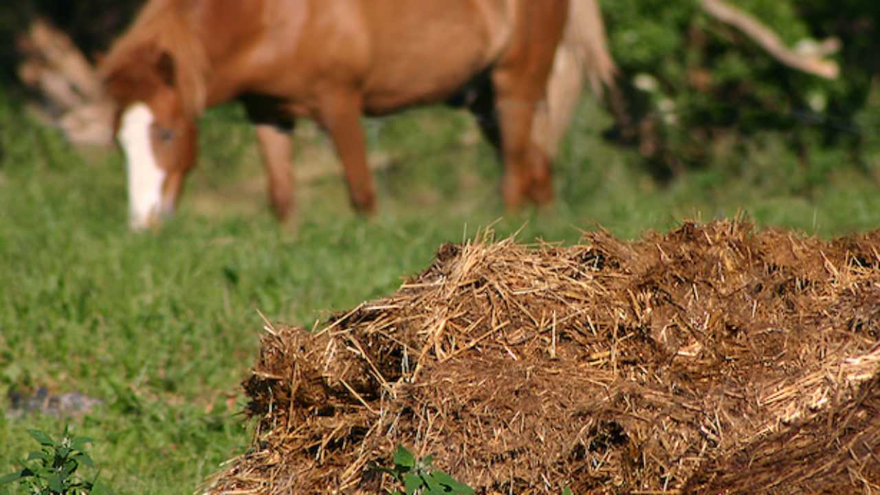 к чему снится навоз женщине. к чему снится навоз женщине. навоз. навоз золото. навоз коровий.