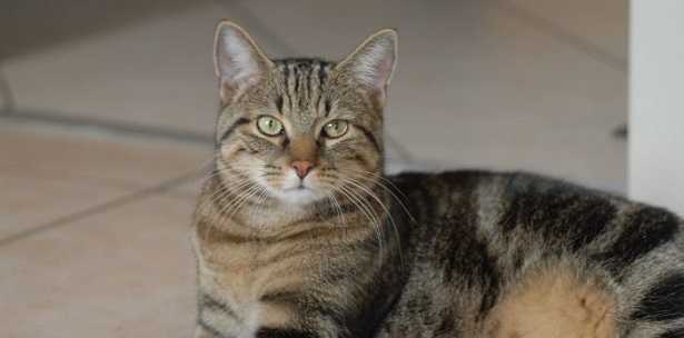 Gatto Sokoke Gatto Sokoke