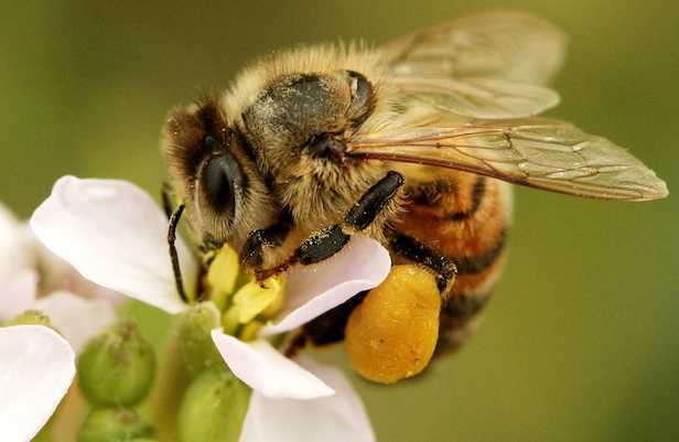ape insetto impollinatore