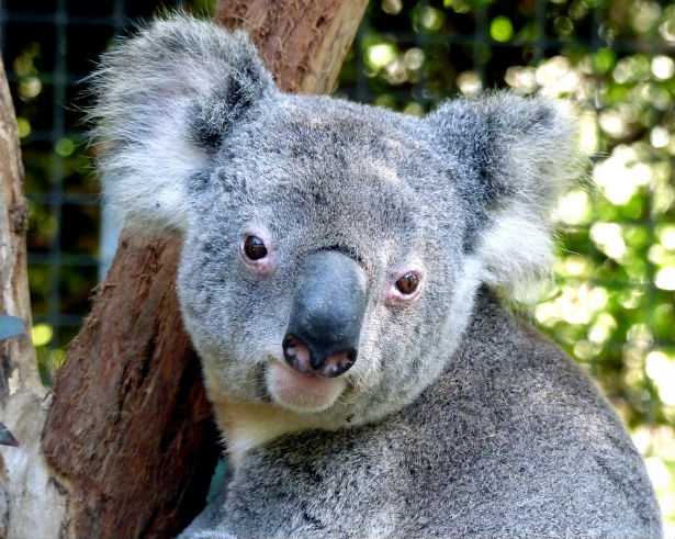 I koala sono funzionalmente estinti