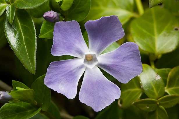 pervinca fiori