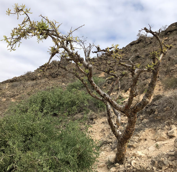 pianta di incenso Boswellia sacra