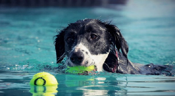 Alimentazione dei cani in estate