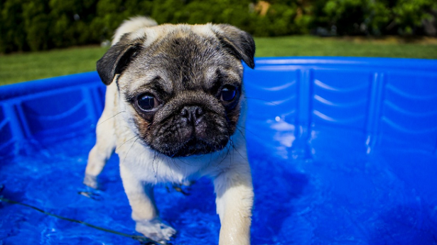 Alimentazione dei cani in estate