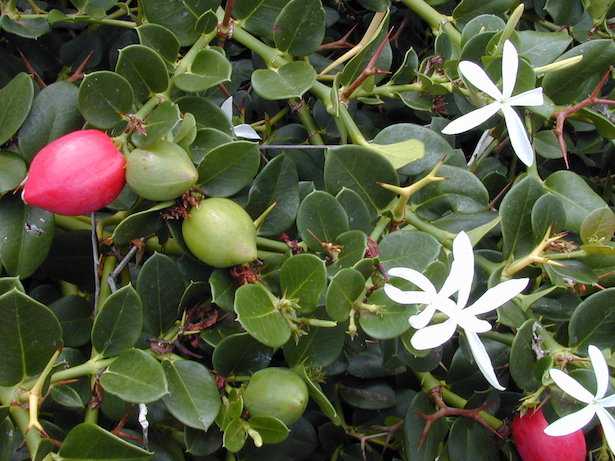 Carissa macrocarpa grandiflora fiori e frutti