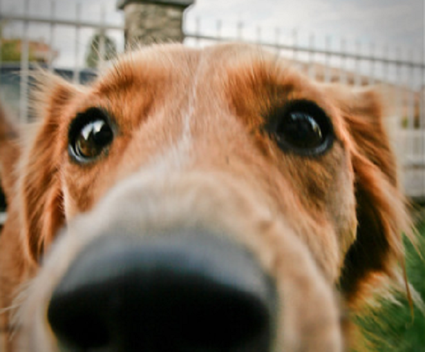 animali domestici animali domestici