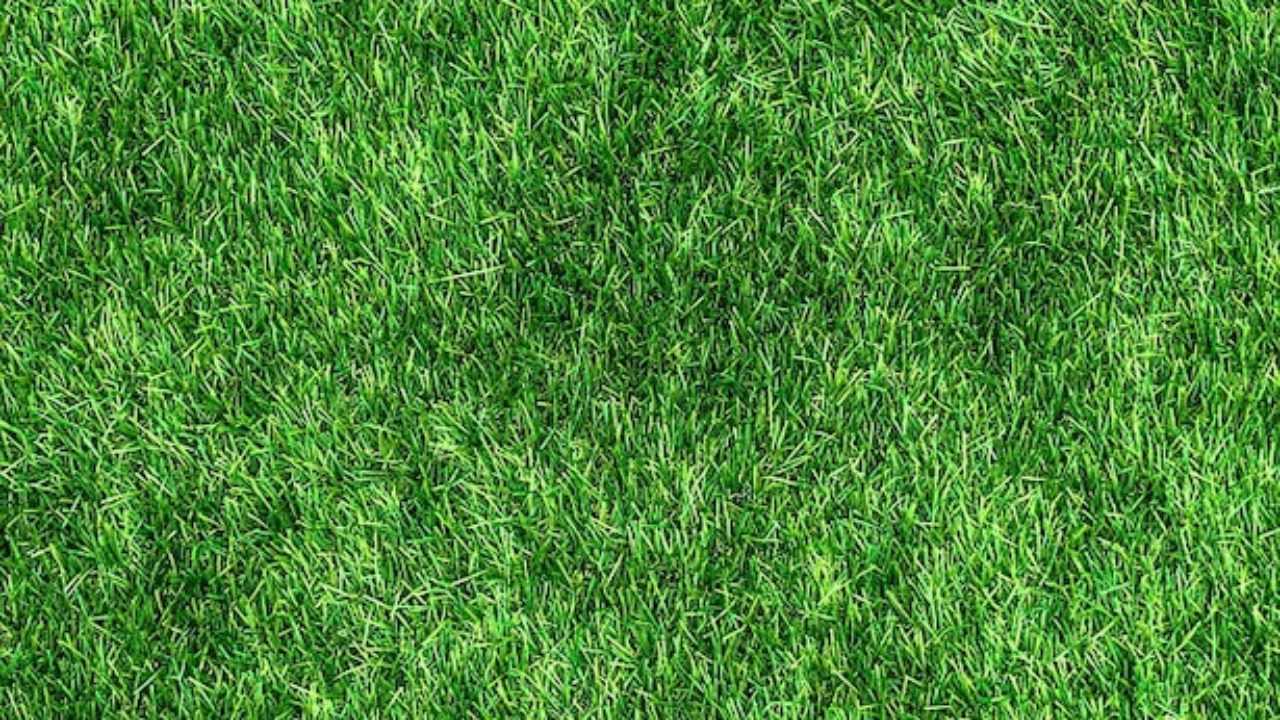 Prato Pronto Gramigna Tecnowoodgarden