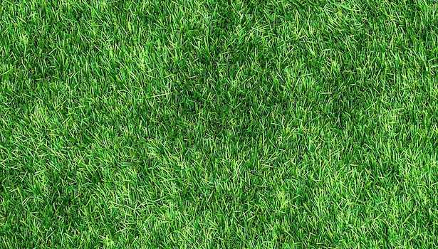 Come eliminare le erbacce dal prato