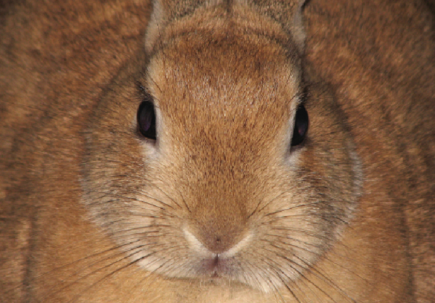 Come fare amicizia con un coniglio Come fare amicizia con un coniglio