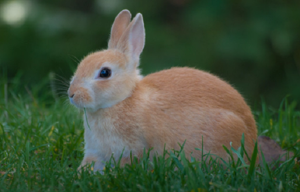 Come fare amicizia con un coniglio Come fare amicizia con un coniglio
