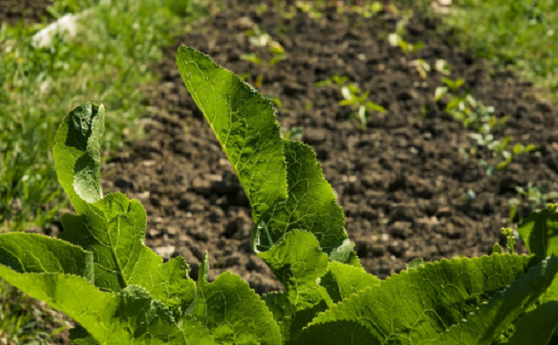 Come proteggere l’orto da gatti e cani