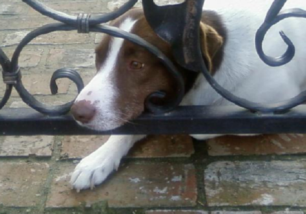 Cosa fare quando si trova un cane abbandonato