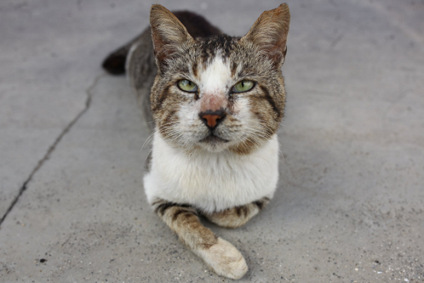 Gatti celebri sul web