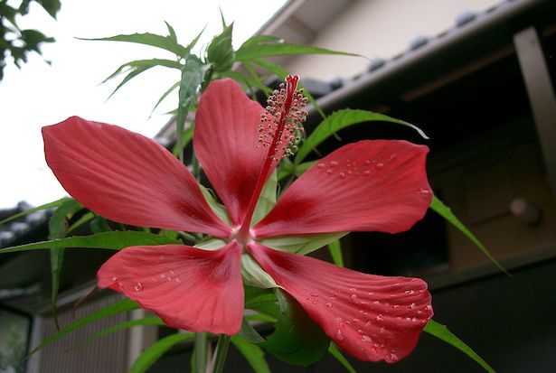 Hibiscus coccineus