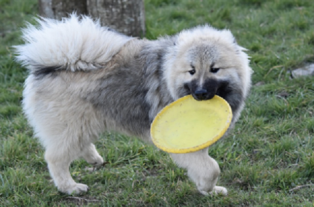 Perché il cane morde Perché il cane morde