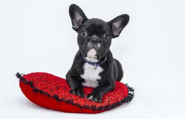 Cani più famosi del web