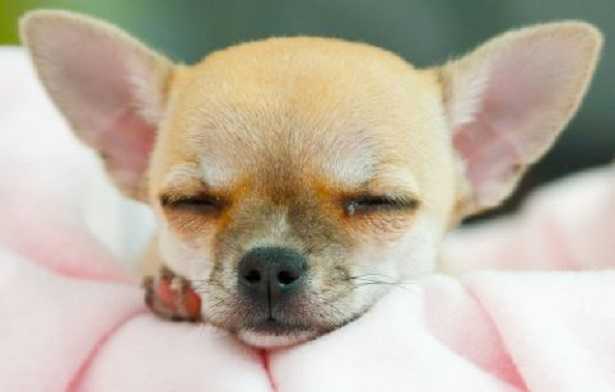 Cani più famosi del web