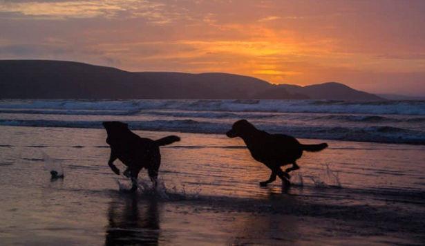 Cani in spiaggia 2019 Cani in spiaggia 2019