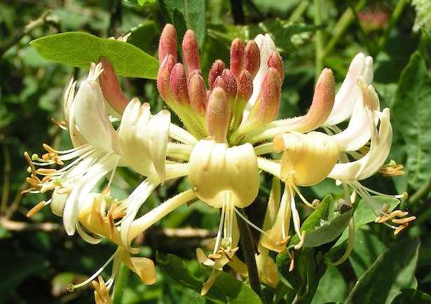 caprifoglio comune lonicera