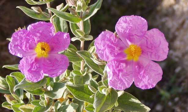 cistus