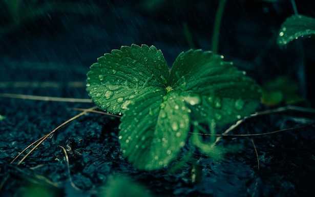 coltivazione fragole