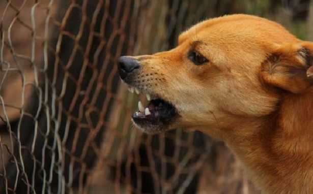 Come avvicinarsi ad una cane spaventato