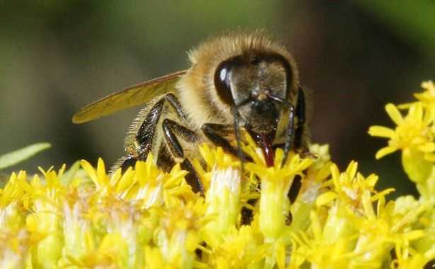 cosa mangiano le api