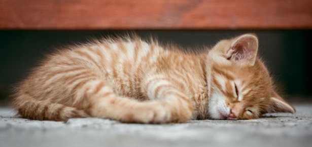 Gattino che dorme gattino che dorme