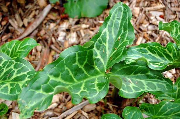 foglia arum italicum